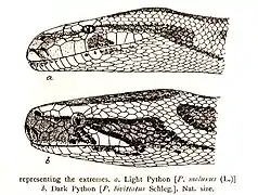 Python molurus (en haut) ; Python bivittatus (en bas).