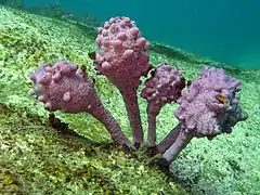 Pyura spinifera, une Stolidobranchia