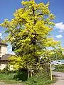 Quercus robur, cultivar Concordia.