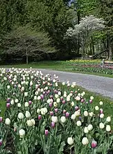 Allée de tulipes au printemps