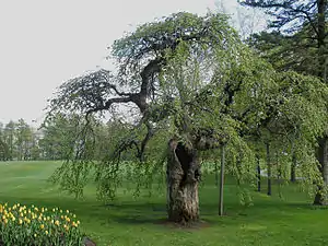 Ulmus glabra variété camperdownii de 150 ans au parc du Bois-de-Coulonge à Québec.