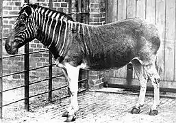 Equus quagga quagga (zèbre Quagga).