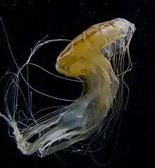 Chrysaora melanaster (Scyphozoa)