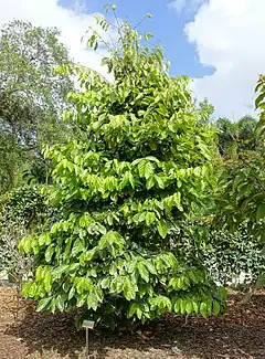 Description de l'image Quararibea funebris - Mounts Botanical Garden - Palm Beach County, Florida - DSC03701.jpg.