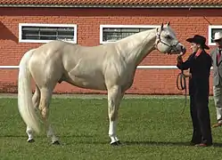 Quarter Horse de halter, vu de profil