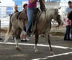 Un Quarter pony monté en équitation western.