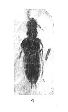 Quedius rhenanus 1937 N. Théobald Holotype éch R654 x 3 p. 166 pl. III Insectes du Sannoisien de Kleinkembs.