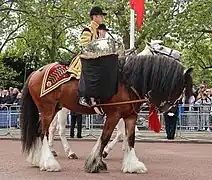 Cheval de tambour et trompettiste d'État.