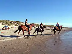 Balade équestre sur la plage de Quend.