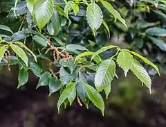 Description de l'image Quercus annulata in Hackfalls Arboretum (3).jpg.