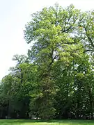 Chêne bicolore adulte du Jardin botanique national de Belgique.