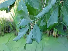 Feuilles de chêne zéen ou chêne des Canaries (Quercus canariensis)