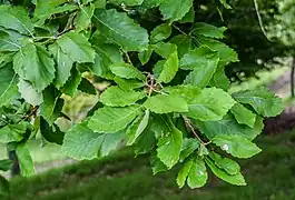 Feuillage de Quercus canariensis.