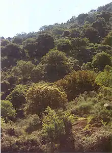 Colline baignée de soleil recouverte d'une multitude d'arbres assez massifs et petits.