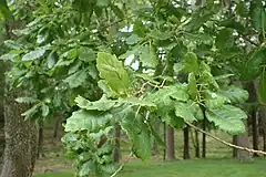 Description de l'image Quercus infectoria kz01.jpg.