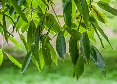 Description de l'image Quercus laurina in Hackfalls Arboretum (2).jpg.