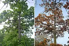 Chêne de Mongolie, en juin et en octobre