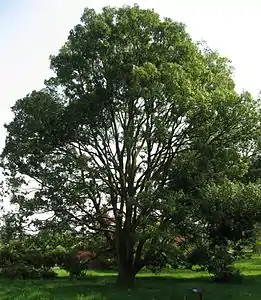 Arboretum de la Vallée-aux-Loups, chêne à feuilles de myrsine.