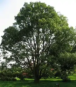 Le chêne à feuilles de myrsine.