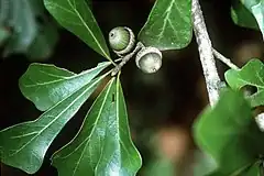 Quercus nigra