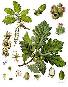Description de l'image Quercus_petraea_-_Köhler–s_Medizinal-Pflanzen-118.jpg.