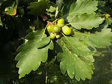 Les glands de chêne sessile n'ont pas de pédoncule ou il est très court alors que les feuilles ont un long pétiole.