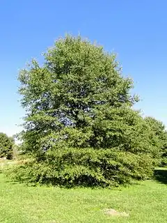 Description de l'image Quercus phellos - University of Kentucky Arboretum - DSC09357.JPG.