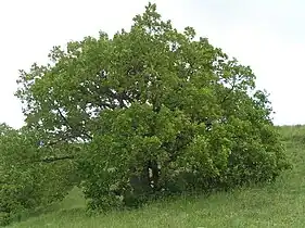 Chêne pubescent.