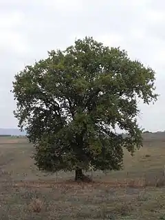 Description de l'image Quercus pubescens Tuscany.jpg.