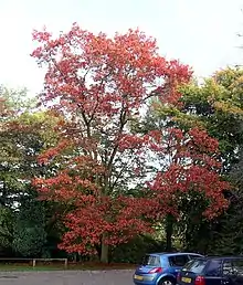 chêne rouge d'Amérique