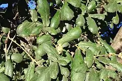 Description de l'image Quercus rugosa (detail).jpg.