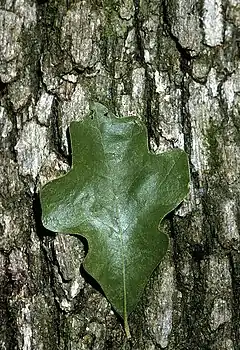 Description de l'image Quercus stellata (USDA).jpg.