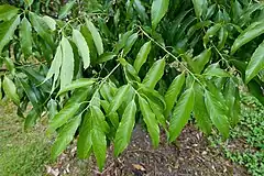 Description de l'image Quercus stenophylloides - Hillier Gardens - Romsey, Hampshire, England - DSC04715.jpg.