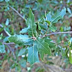 Description de l'image Quercus vaseyana (Vasey Oak) plant.jpg.