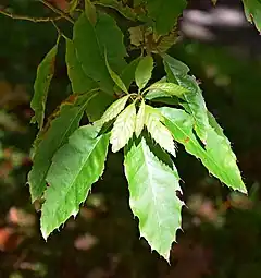 Description de l'image Quercus xalapensis 04.jpg.