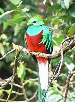 Quetzal resplendissant du Costa Rica (mâle).