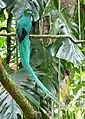 Quetzal resplendissant du Panama.