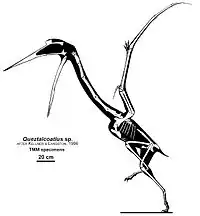 Diagramme du squelette et de la silhouette de Quetzalcoatlus sp.