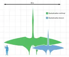 Comparaison de taille entre Quetzalcoatlus northopi, le petit Quetzalcoatlus sp. et un humain.