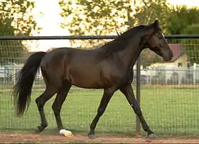 Smoky Black, étalon Missouri Fox Trotter