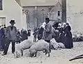Le marché aux cochons de Quimperlé vers 1900 2