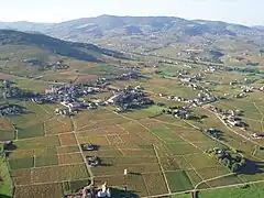 Le vignoble du Beaujolais à Quincié-en-Beaujolais.