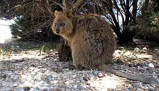 Quokka avec son petit.