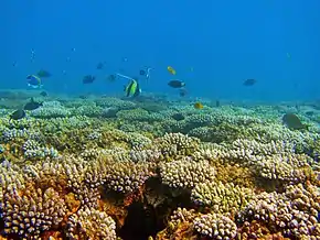Le récif de corail frangeant (avant le tombant).