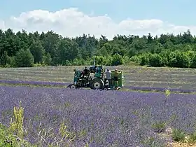 Récolte mécanique de la lavande (plateau d'Albion)