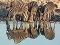 Zèbres se reflétant dans l'eau (Etosha).