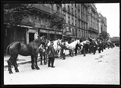 Photo noir et blanc montrant une longue file de chevaux devant des immeubles.