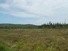 Une tourbière avec une forêt et des montagnes en arrière plan