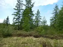 une forêt rabougrie