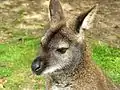 Wallaby